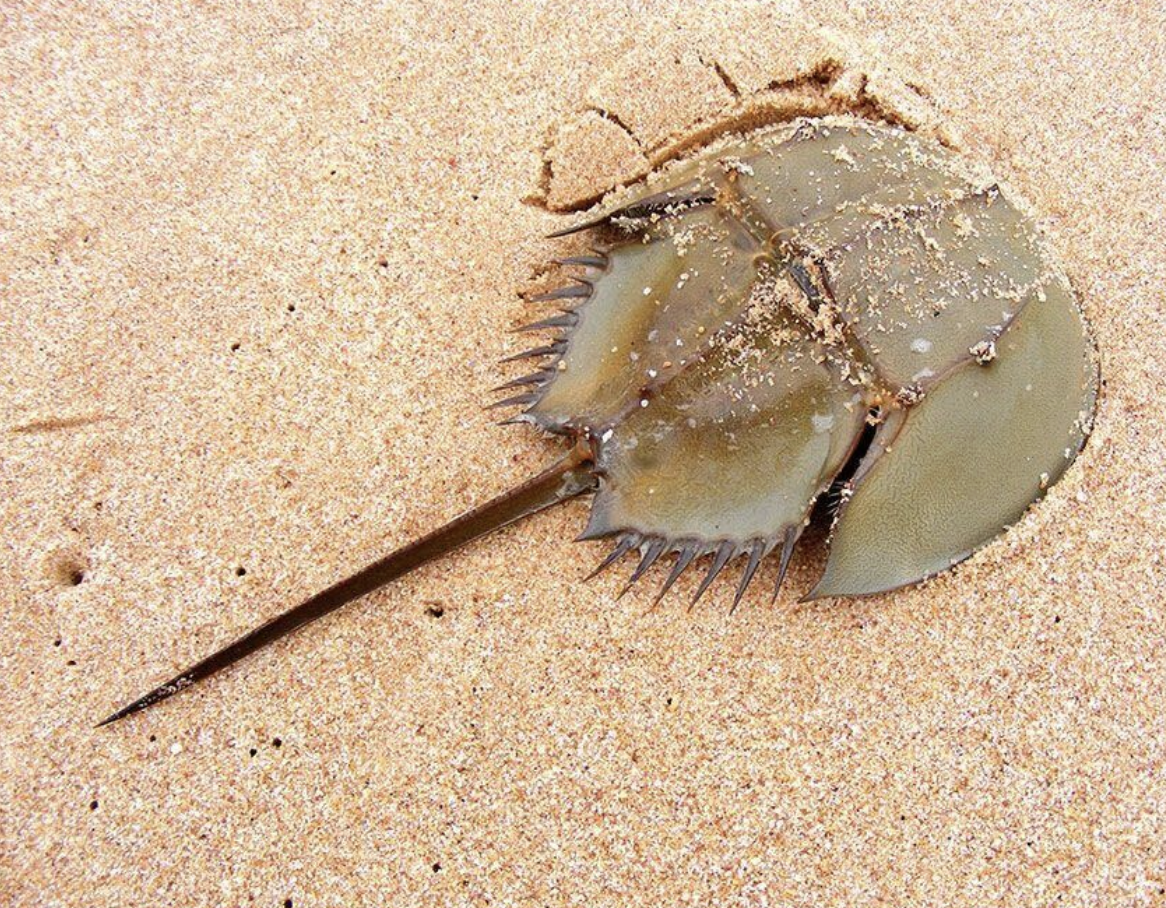 “The Horseshoe Crab, which has been around for 450 million years, bleeds blue blood because it has Hemocyanin, which has copper, instead of hemoglobin as a transport protein.”